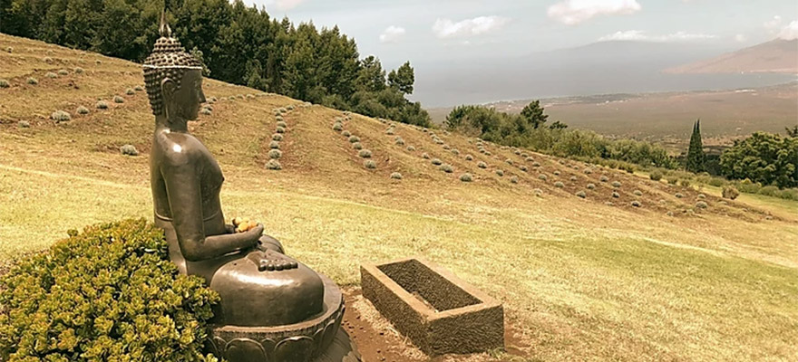 Lavendar Fields in Hawaii with Buddha statue